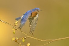 /userimg/JlBpo/eastern bluebird 2 nc for print.jpg